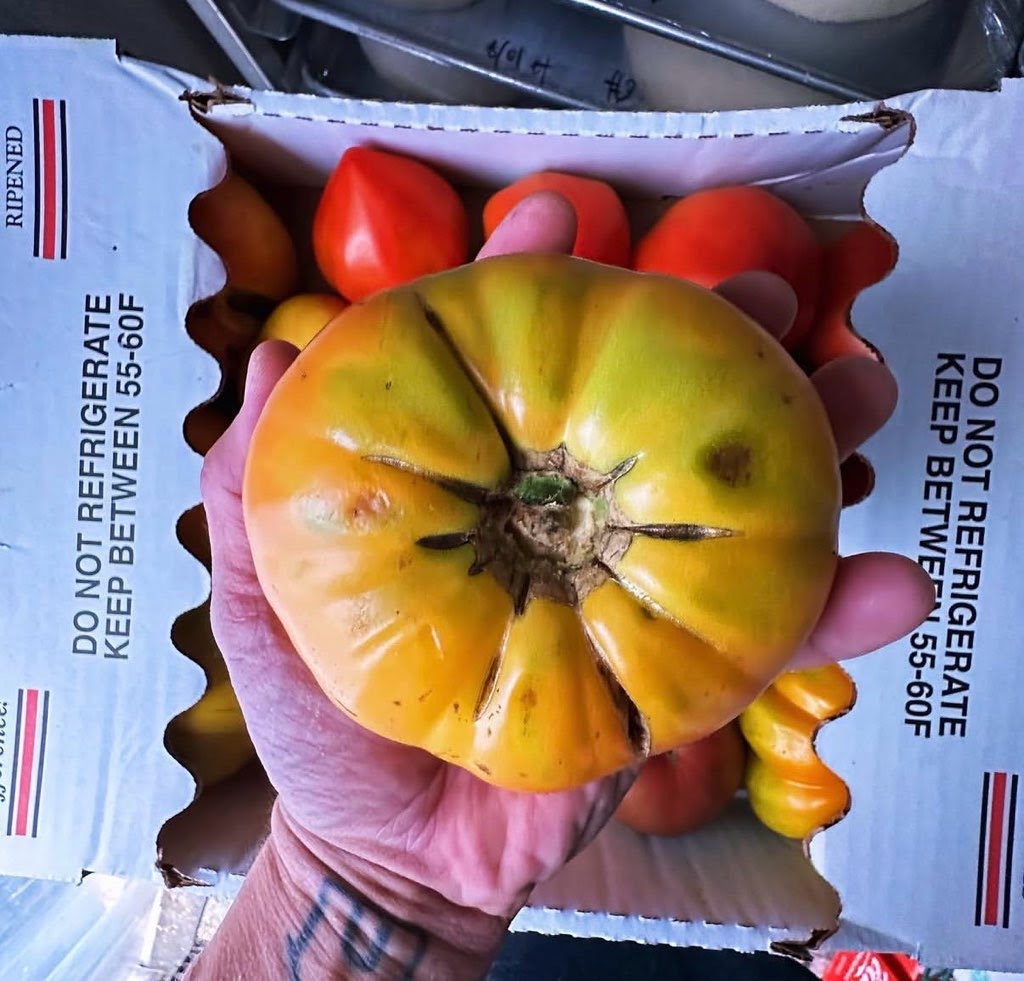 Selecting fresh heirloom tomatoes